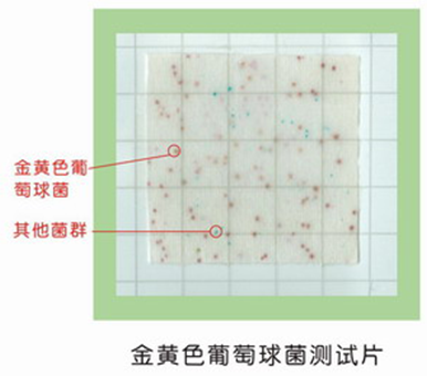 金黃色葡萄球菌（jun1）測試片