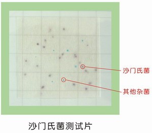 沙門氏菌測試片（piàn）